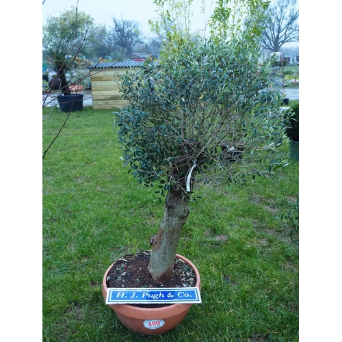 499 - Standard Olive tree 4ft - 1