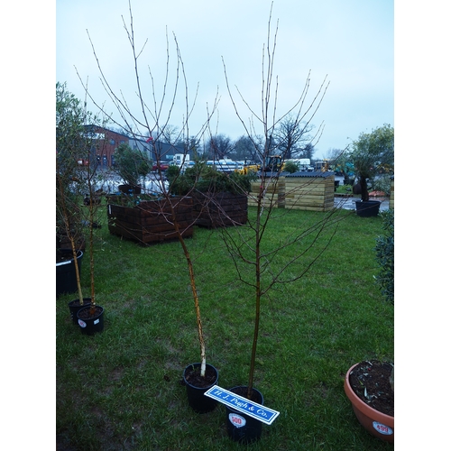 500 - Silver Birch Jacquemontii 10ft - 2