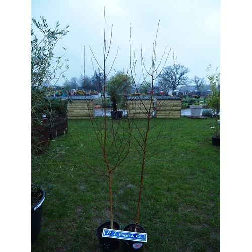 505 - Silver Birch Jacquemontii 10ft - 2