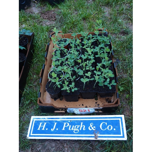 521 - Sweet Peas - 20