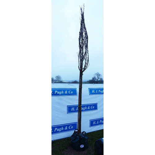 531 - Prunus Kanzan 14ft - 1