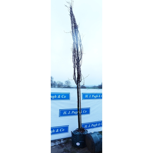 538 - Acer Autumn Blaze 14ft - 1