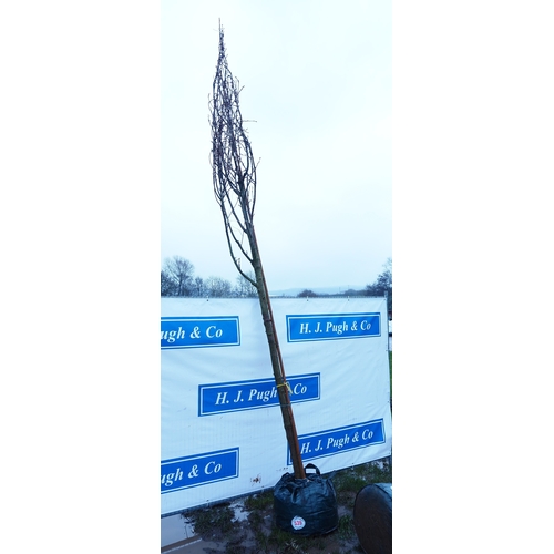 539 - Prunus Kanzan 14ft - 1