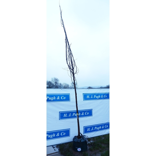 540 - Prunus Avium 12ft - 1