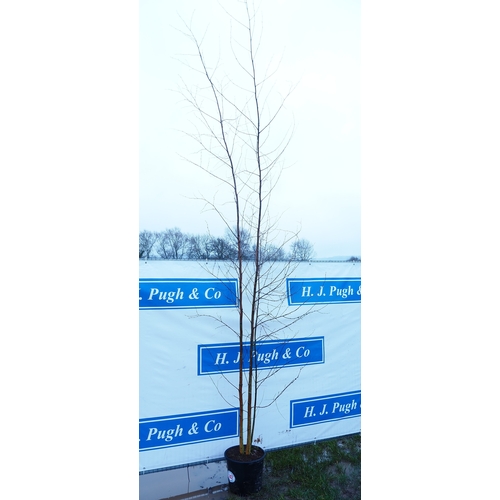 542 - Betula Pendula 12ft - 1