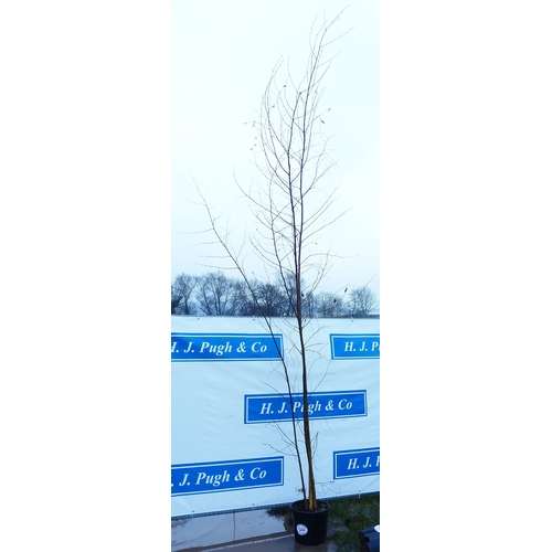 544 - Betula Pendula 12ft - 1