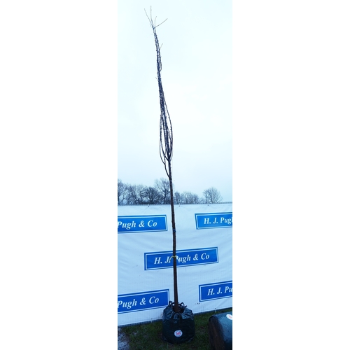 549 - Prunus Avium 13ft - 1