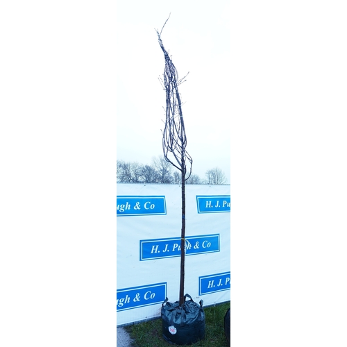 555 - Prunus Avium 12ft - 1