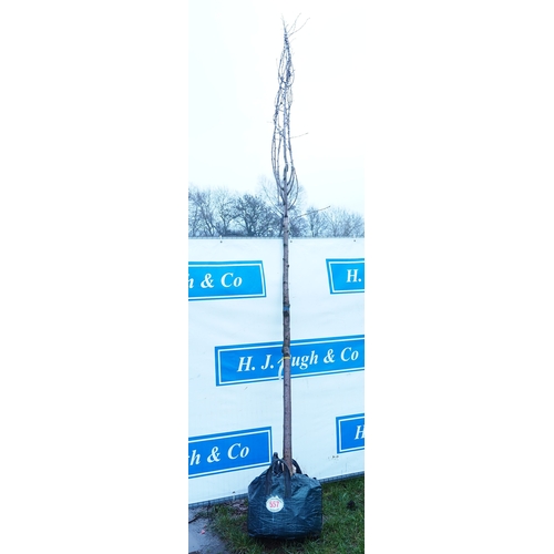 557 - Prunus Avium 12ft - 1