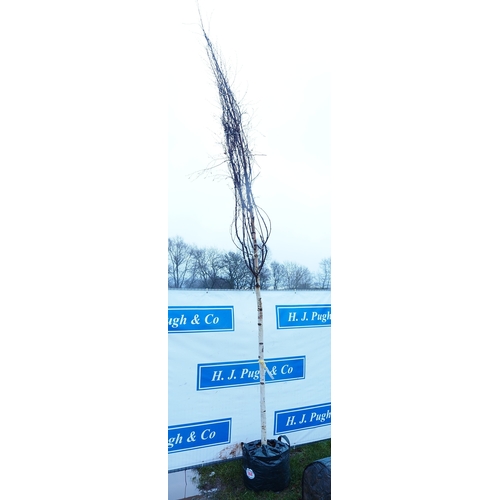 566 - Betula Pendula 14ft - 1