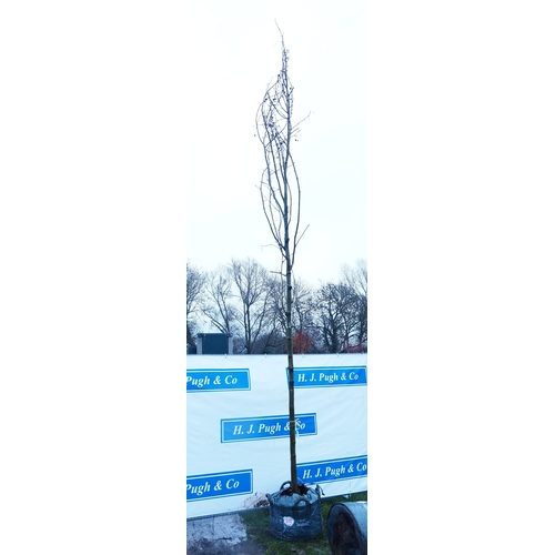 600 - Platanus Acerifolia 16ft - 1