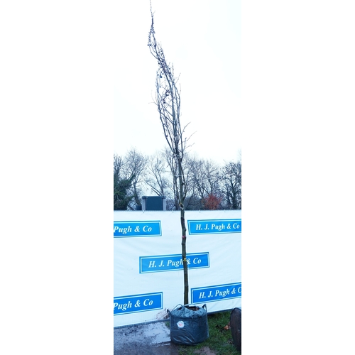 601 - Platanus Acerifolia 16ft - 1