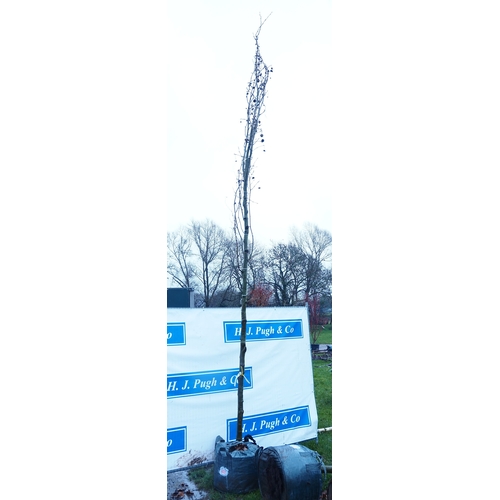 602 - Platanus Acerifolia 16ft - 1