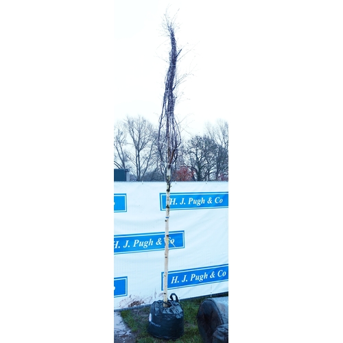 603 - Betula Pendula 12ft - 1