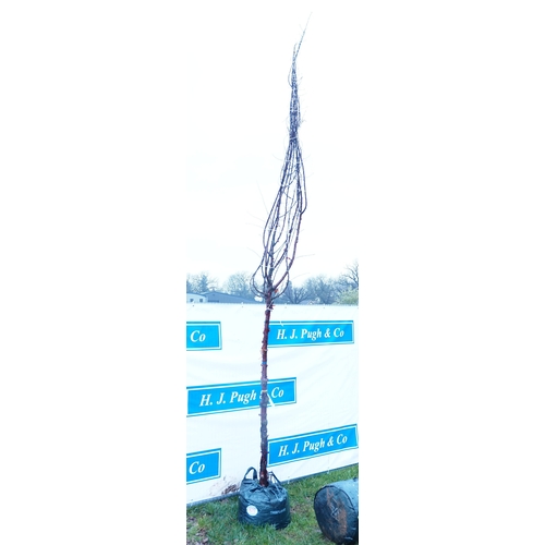 625 - Prunus Serrula 12ft - 1