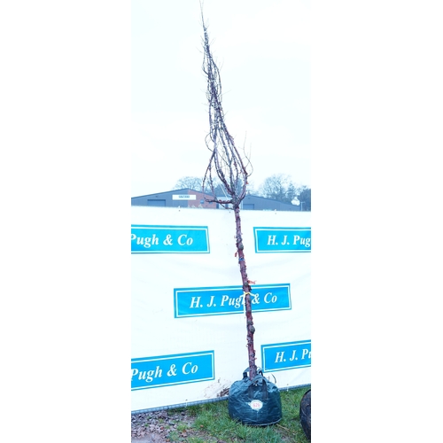 626 - Prunus Serrula 12ft - 1