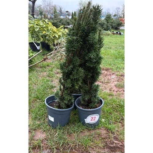 22 - Upright Yew trees 2ft - 3