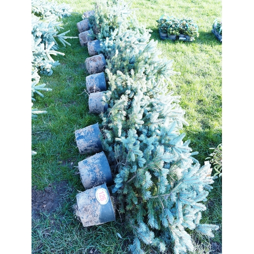 Blue Spruce trees 3ft - 10