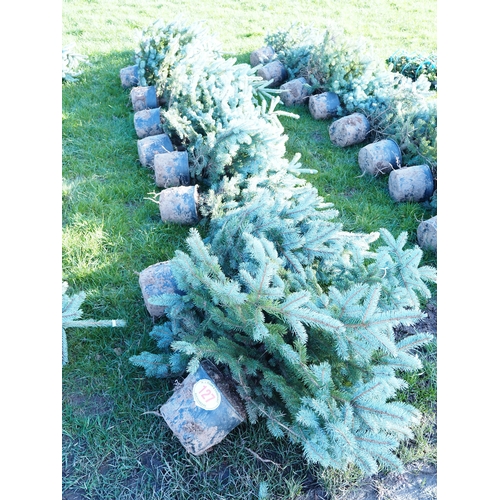 Blue Spruce trees 3ft - 10