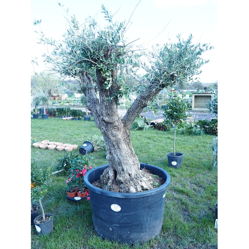 17 - Ancient Olive tree 8ft - 1
