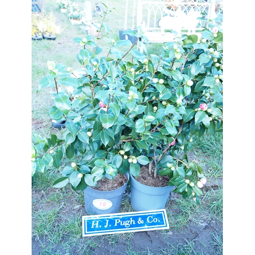 18 - Camellia 3ft - 2