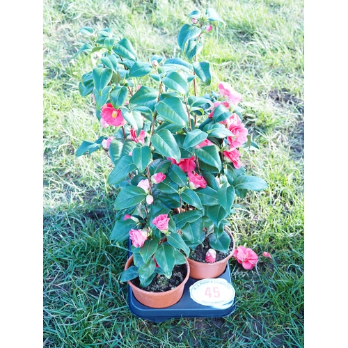 45 - Camellia 2ft - 5