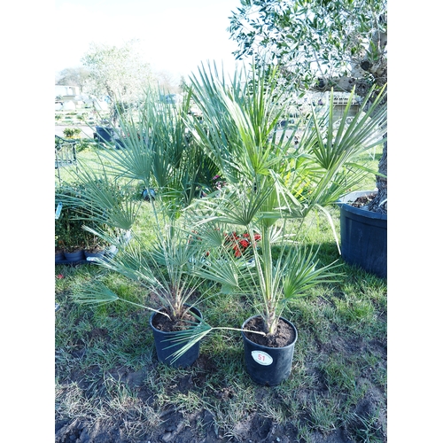 51 - Chamaerops Humilis 4ft - 2
