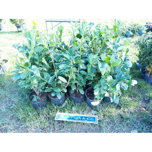 55 - Laurels 3ft - 20