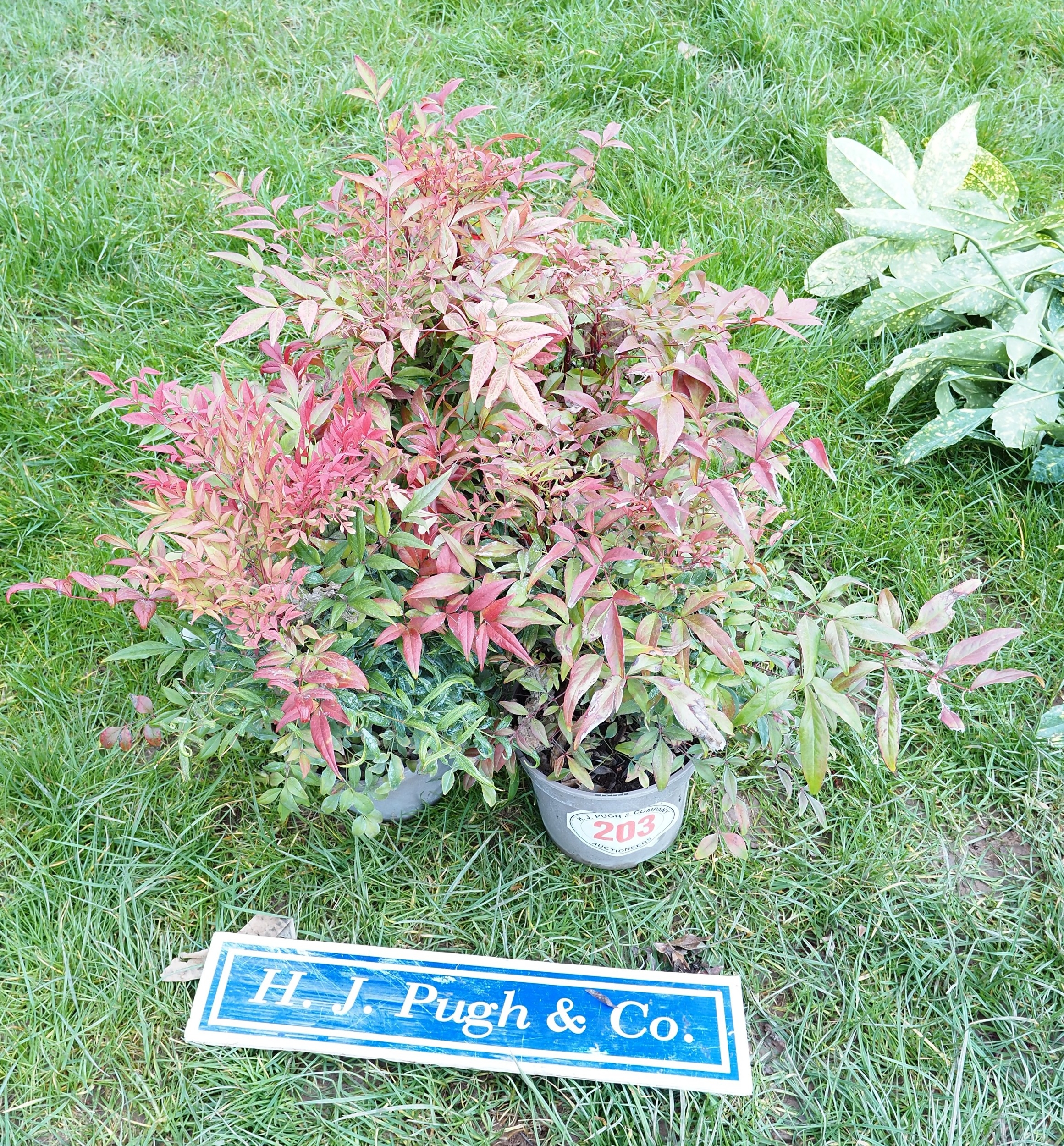 Nandina - 5