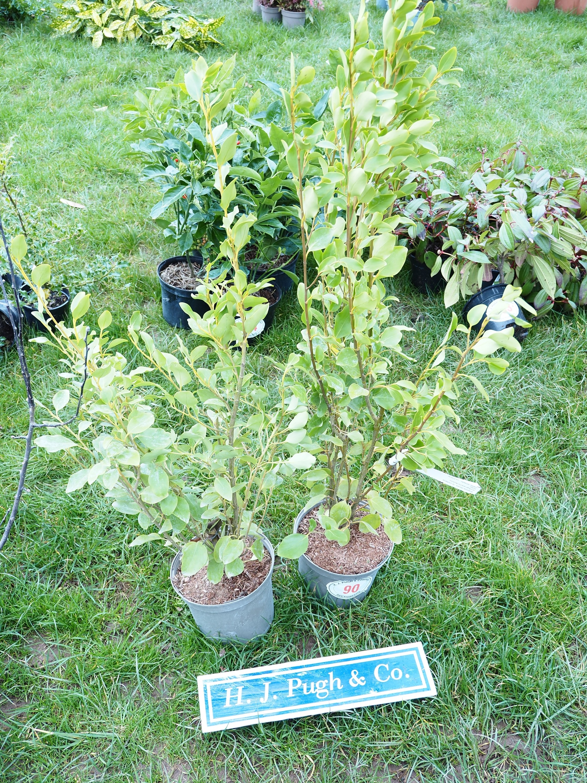 Griselinia 3ft - 2