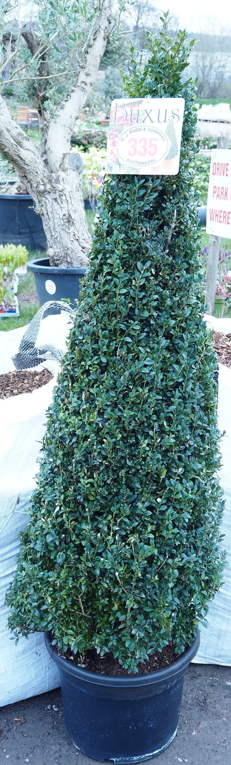 Buxus pyramid 6ft - 1