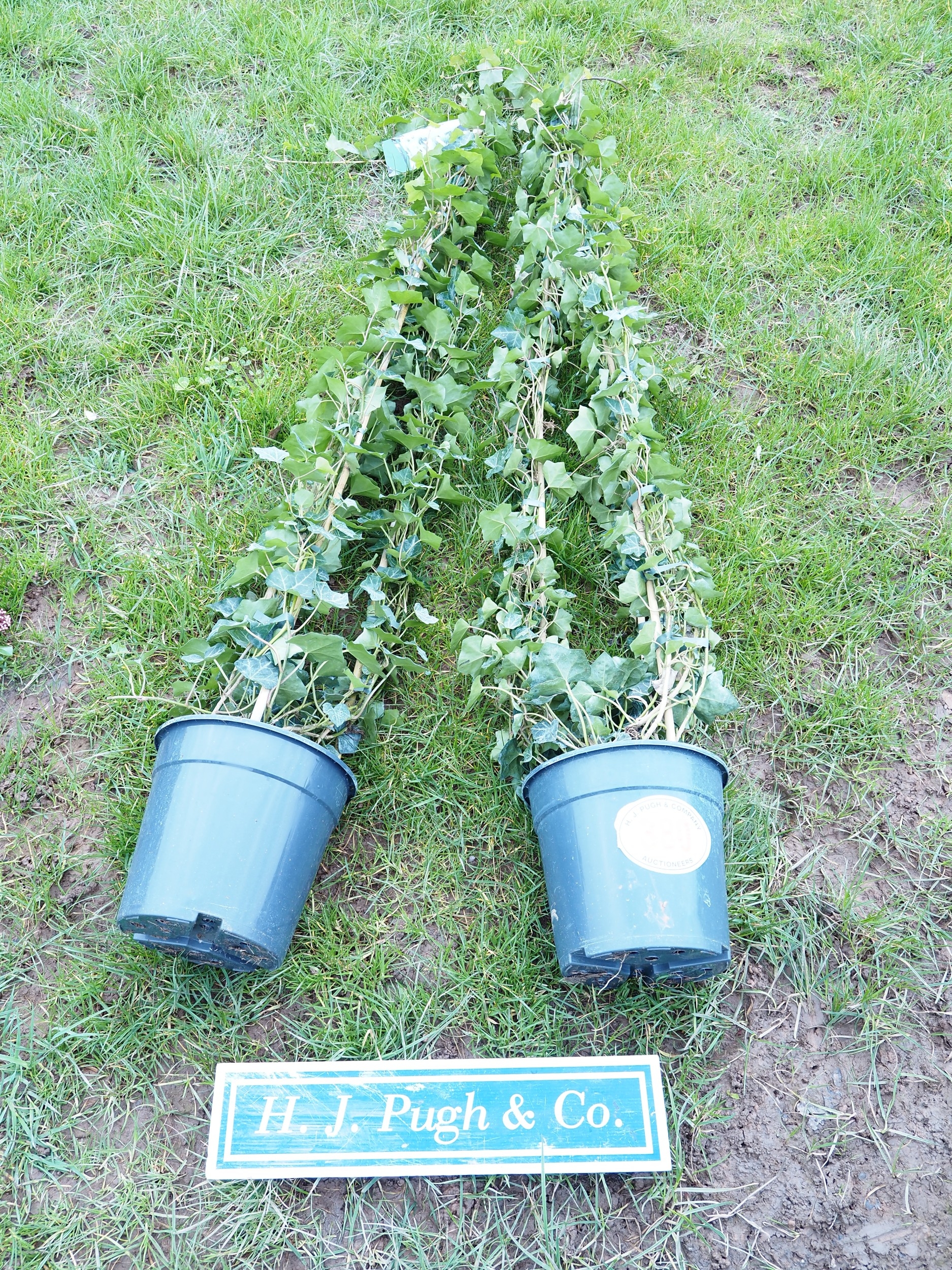 Hedera 6ft - 2