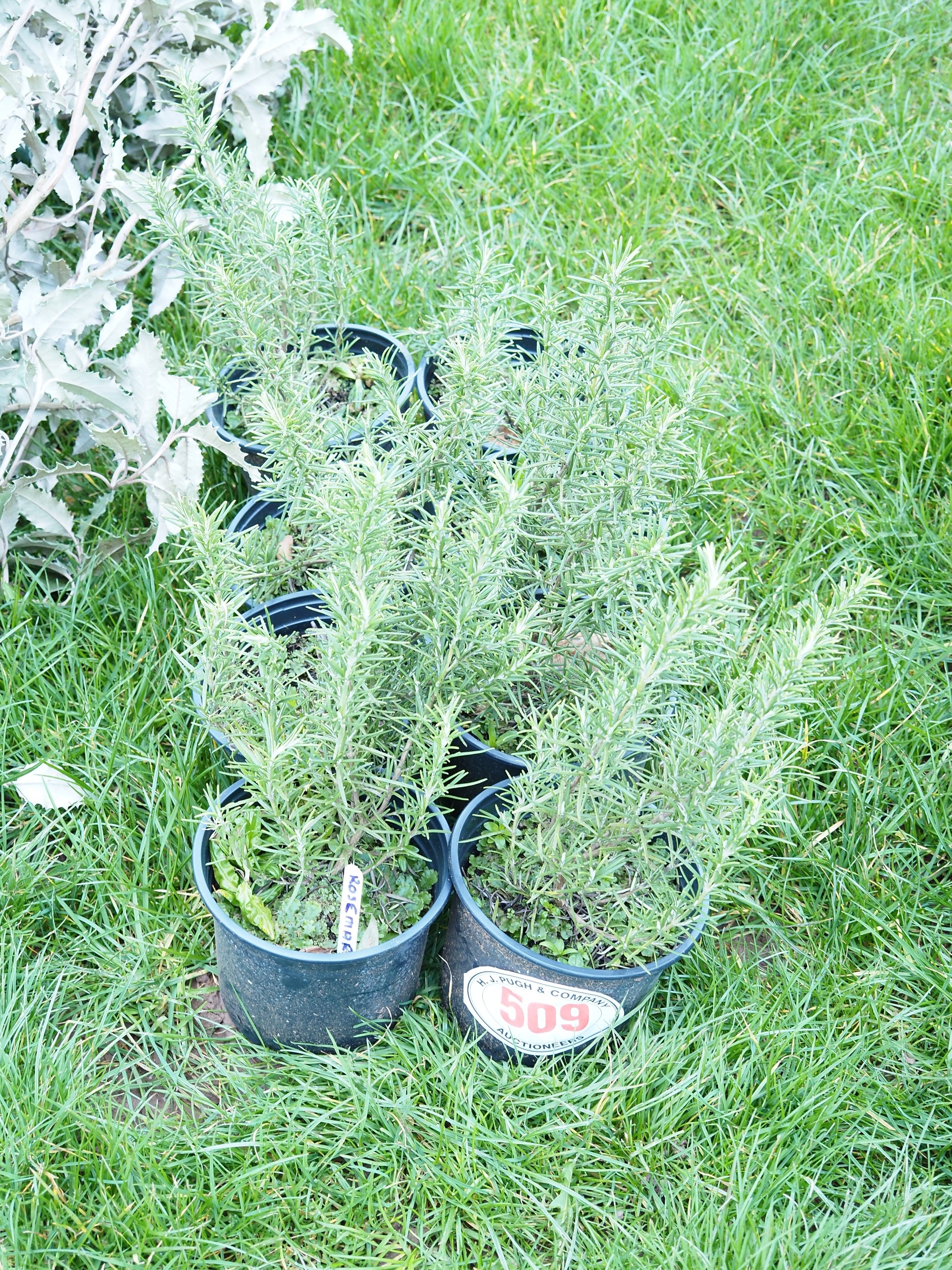Rosemary - 8