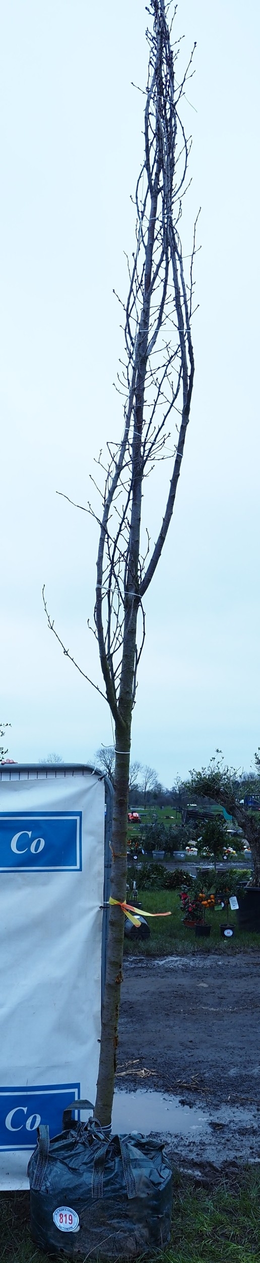 Prunus 14ft - 1