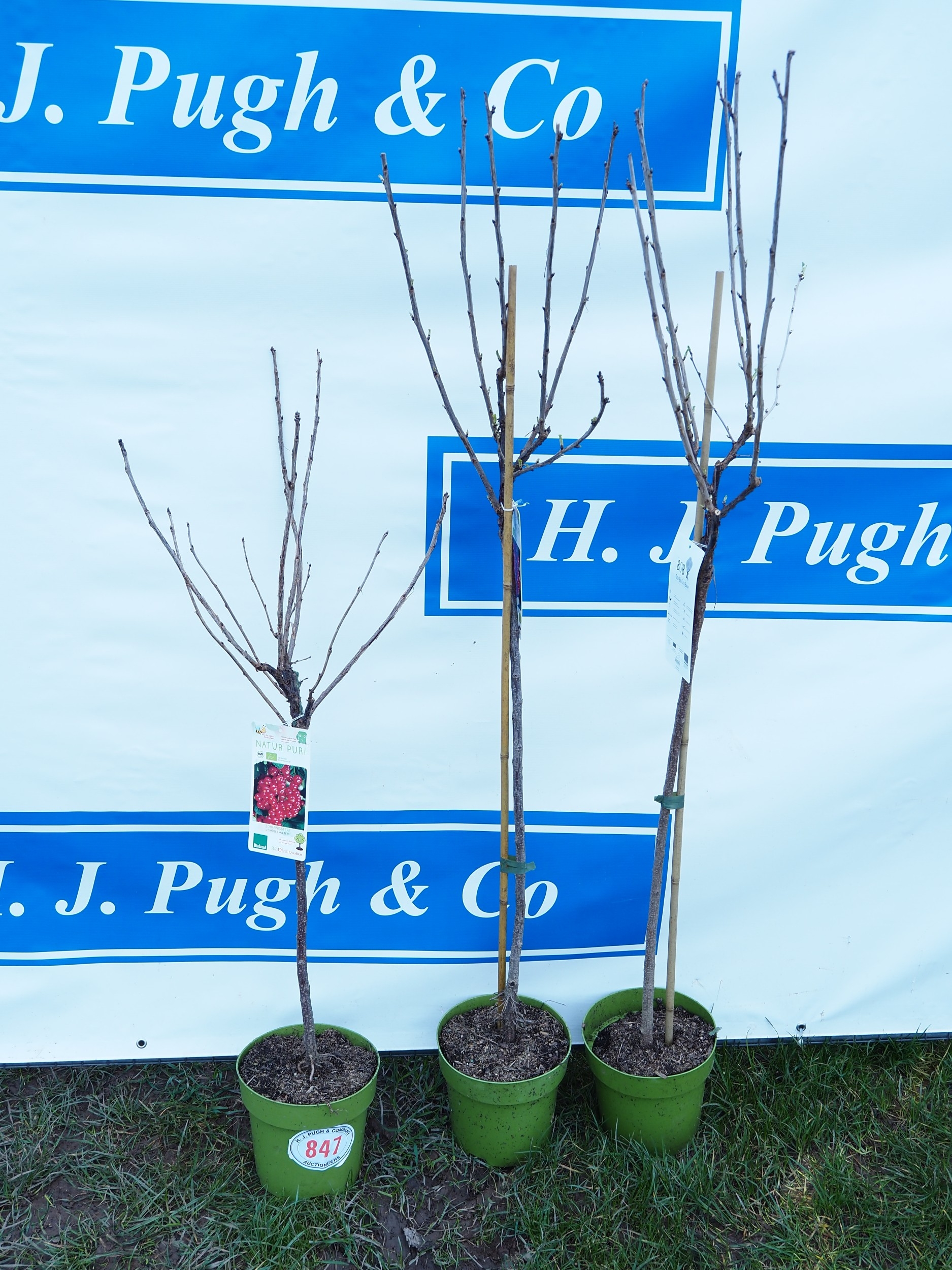 Redcurrant trees 5ft - 2