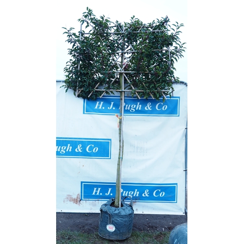 Fan trained prunus 10ft - 1