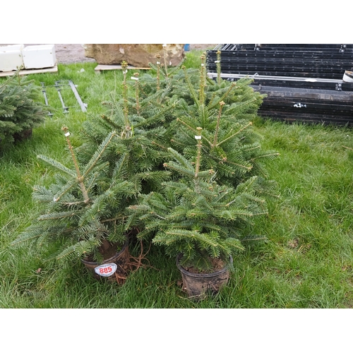 Christmas trees 2ft - 10