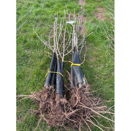 Katy bush apple trees - 10