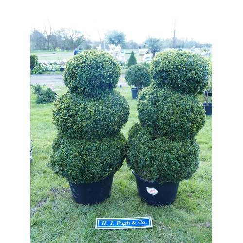 Specimen Box Topiary 4ft - 2