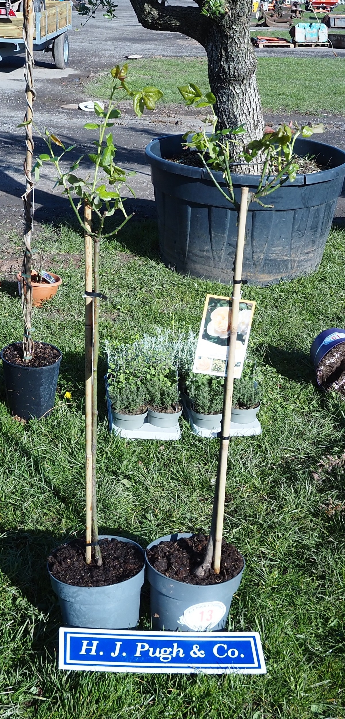 Standard Roses 4ft - 2