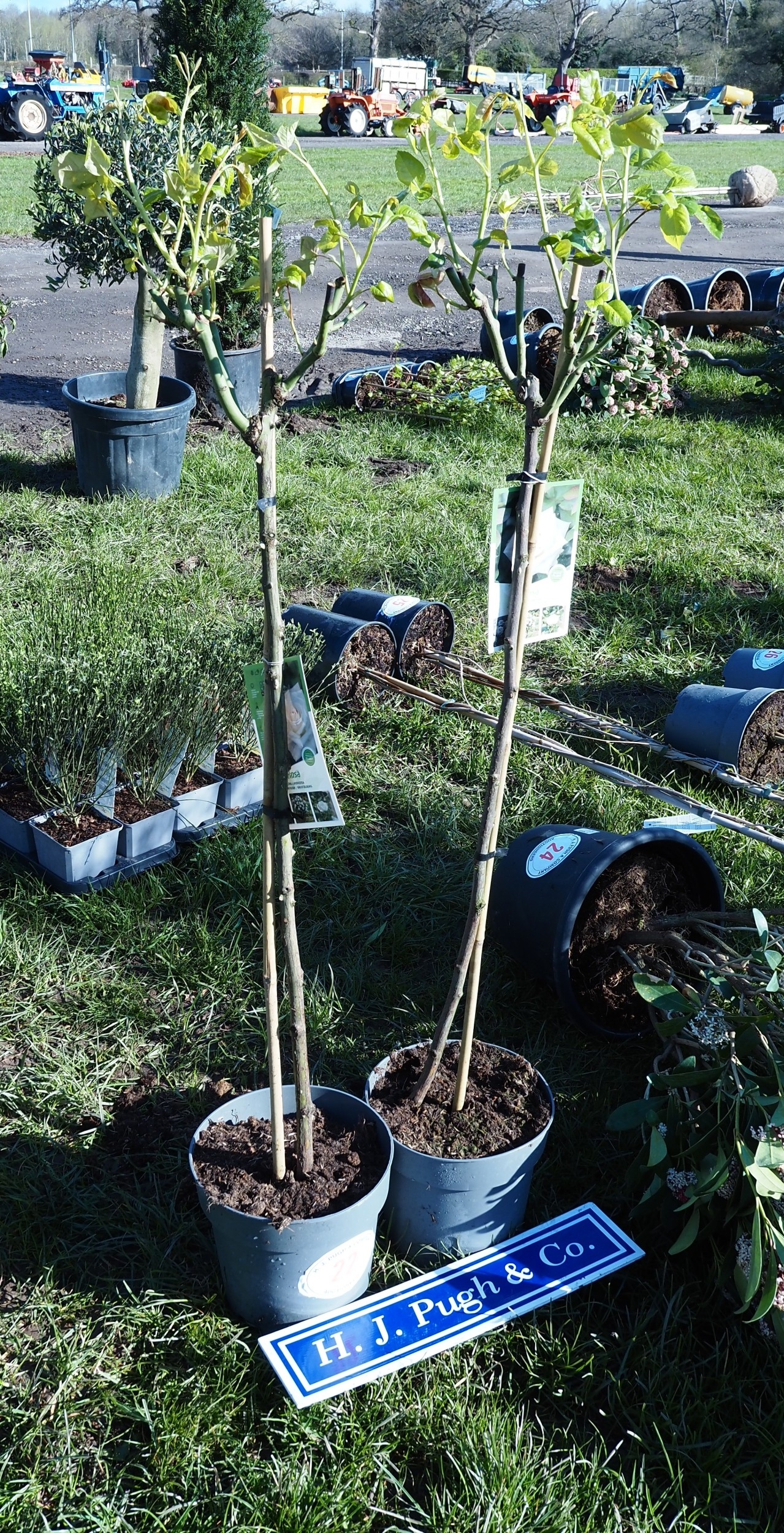Standard Roses 4ft - 2