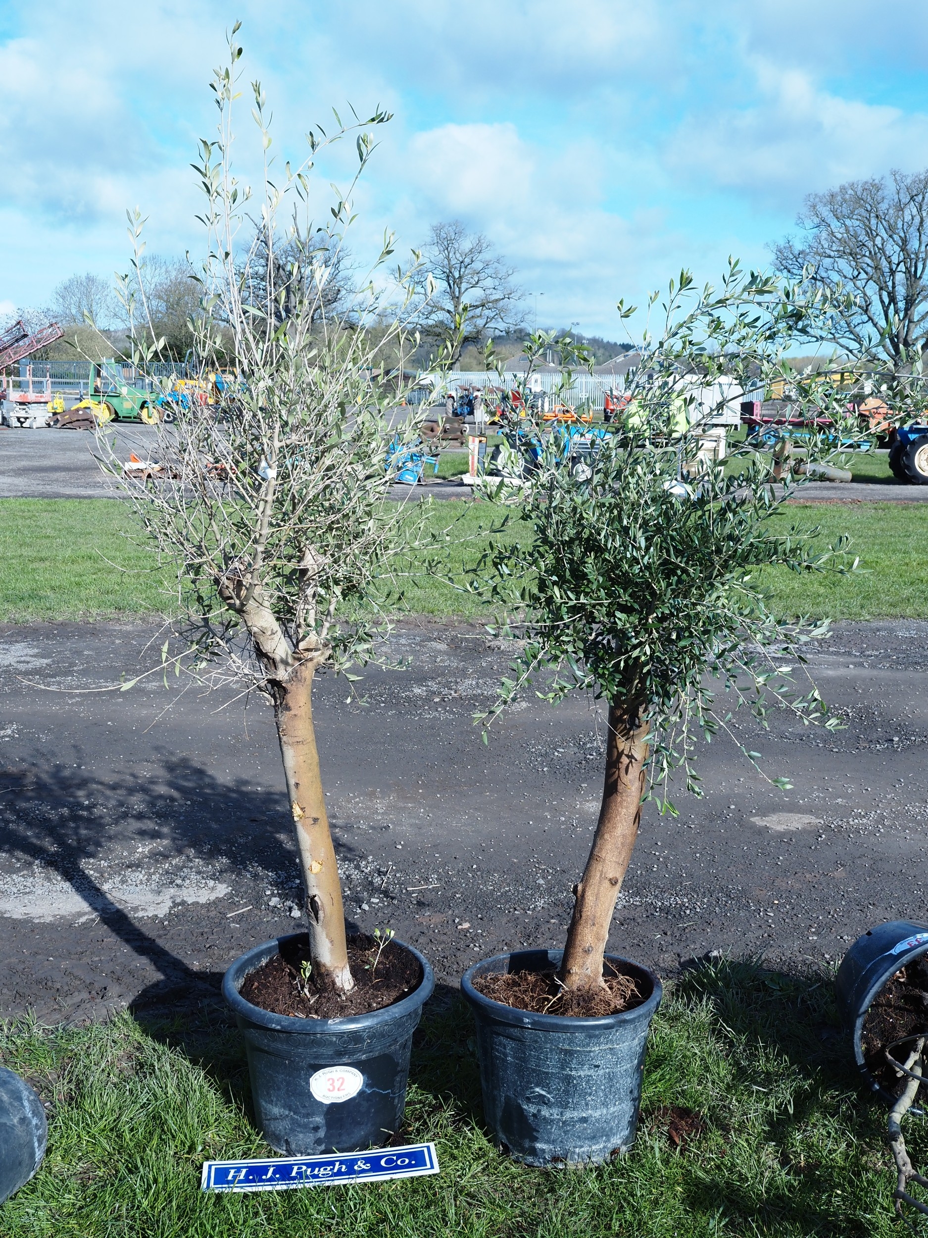 Standard Olive trees 5ft - 2