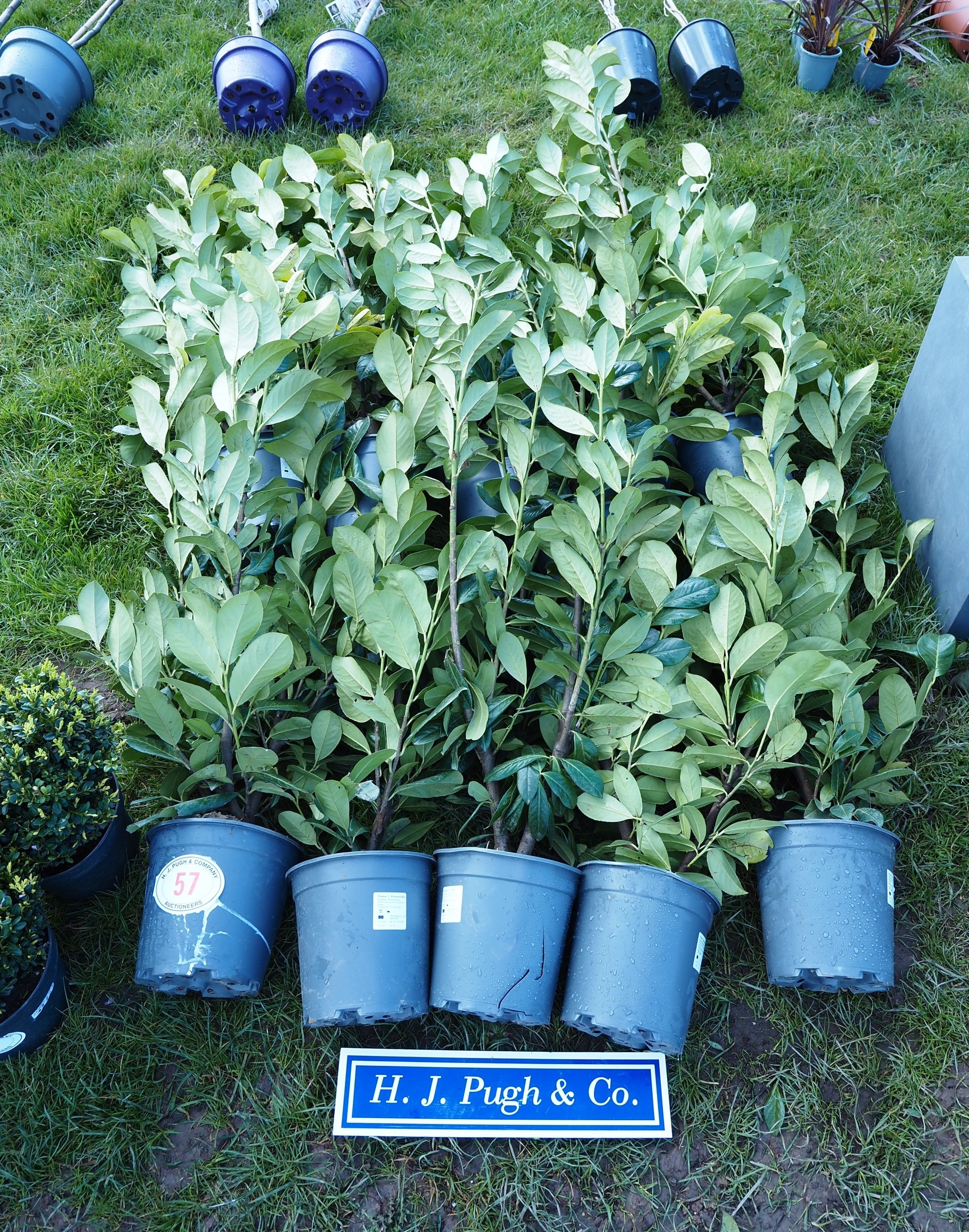 Laurels 4/5ft - 11