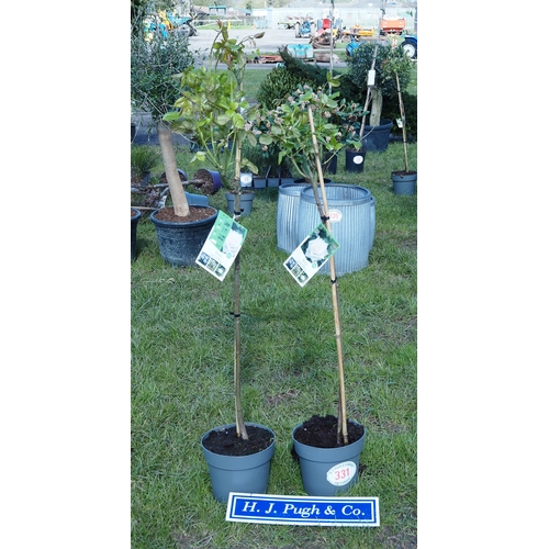 Standard Roses 4ft - 2