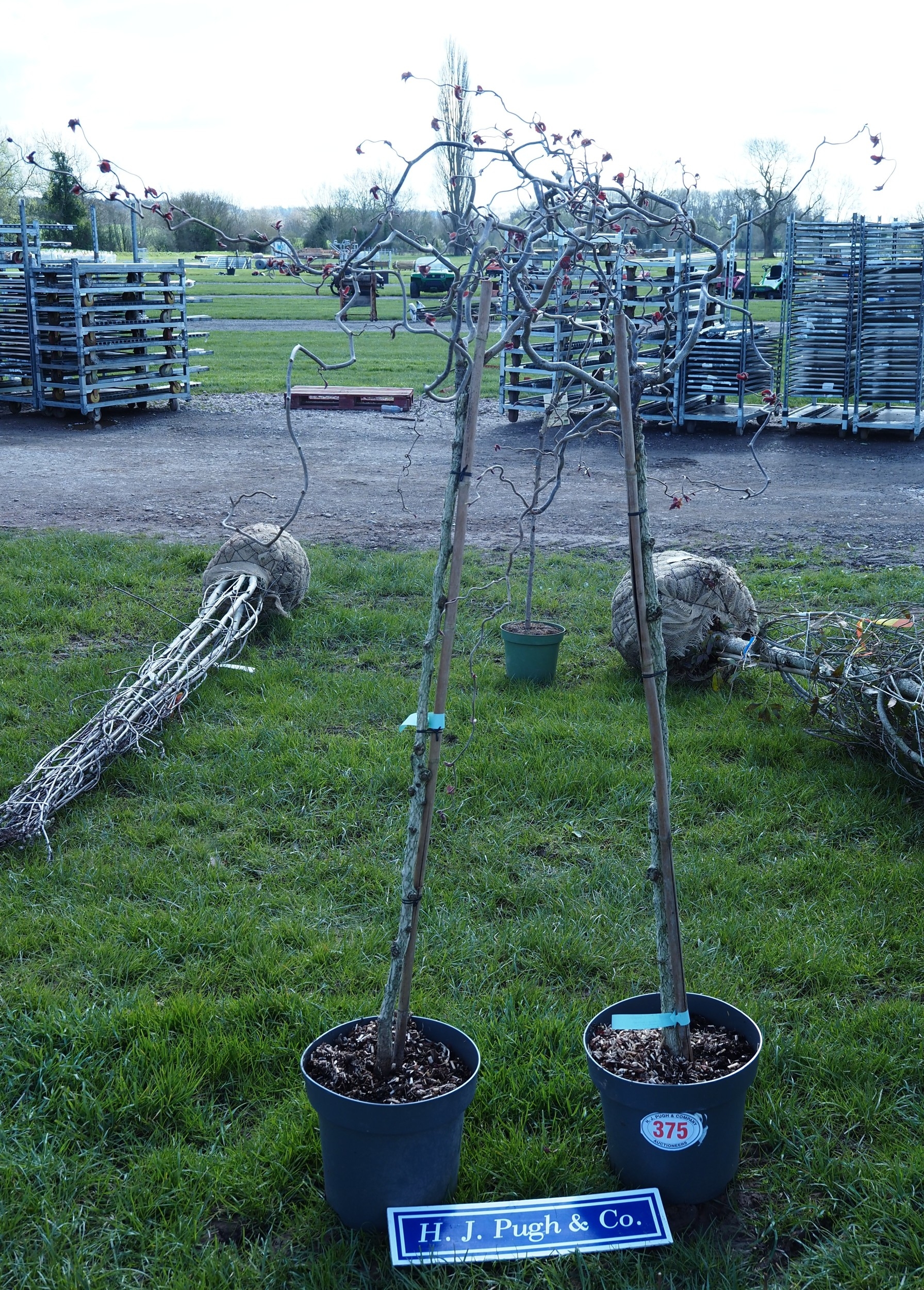 Corylus trees 5ft - 2