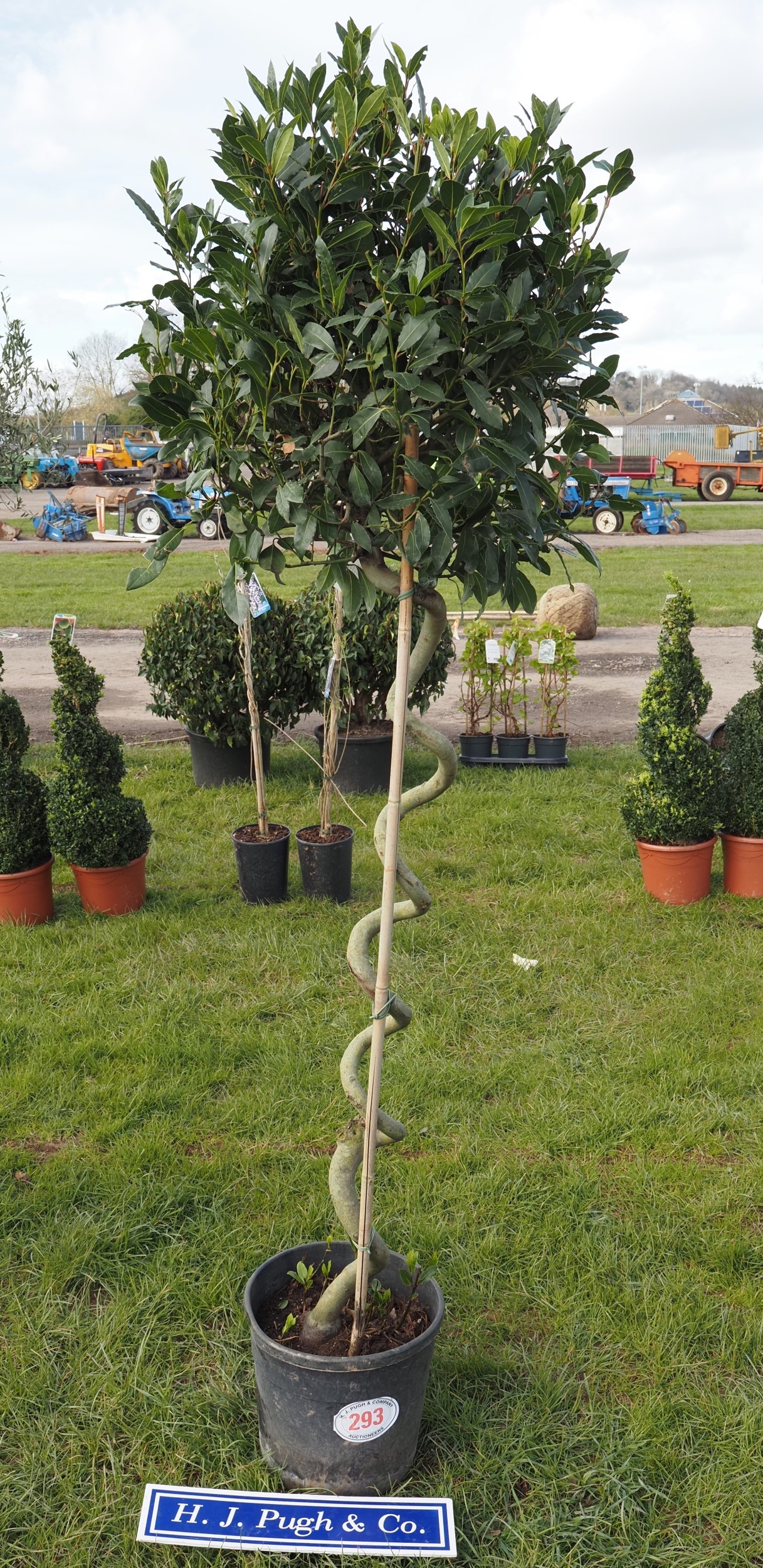 Twisted Bay tree 7ft - 1