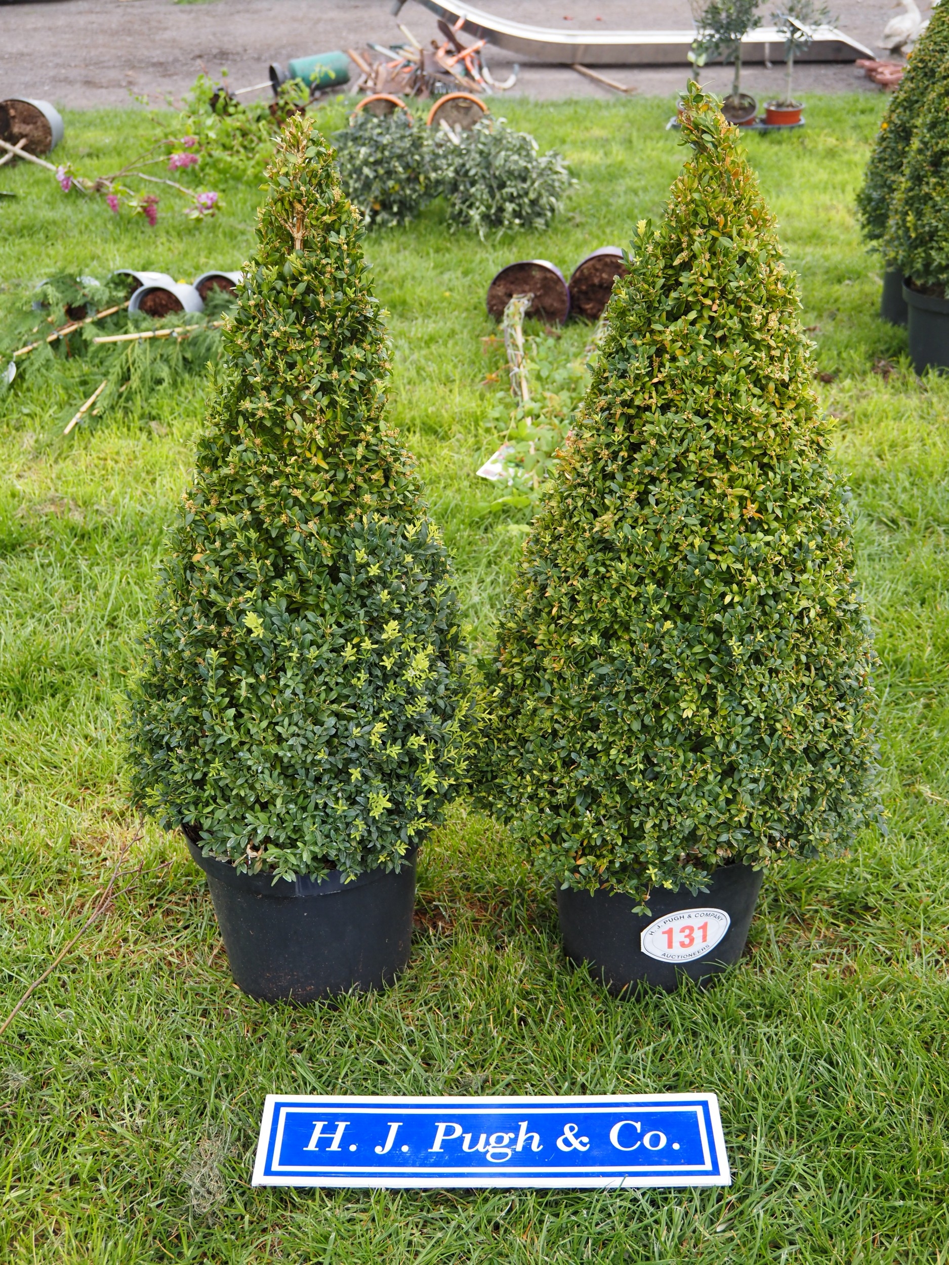 Buxus Pyramids 3ft - 2