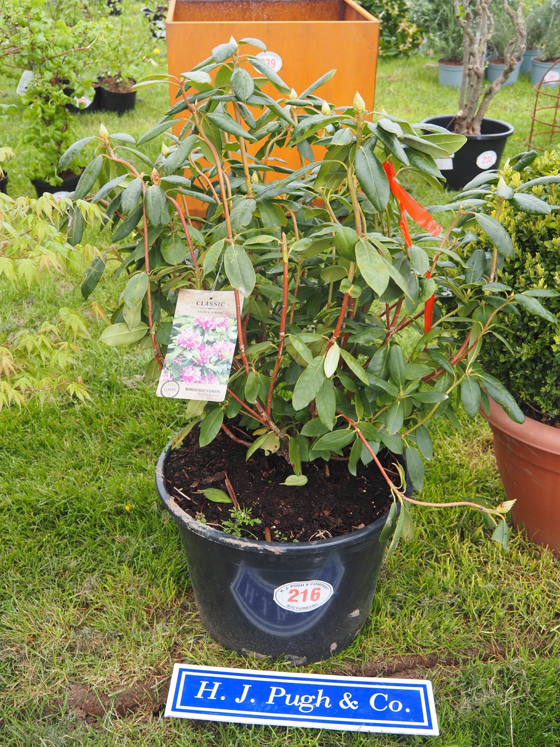 Rhododendron 4ft - 1