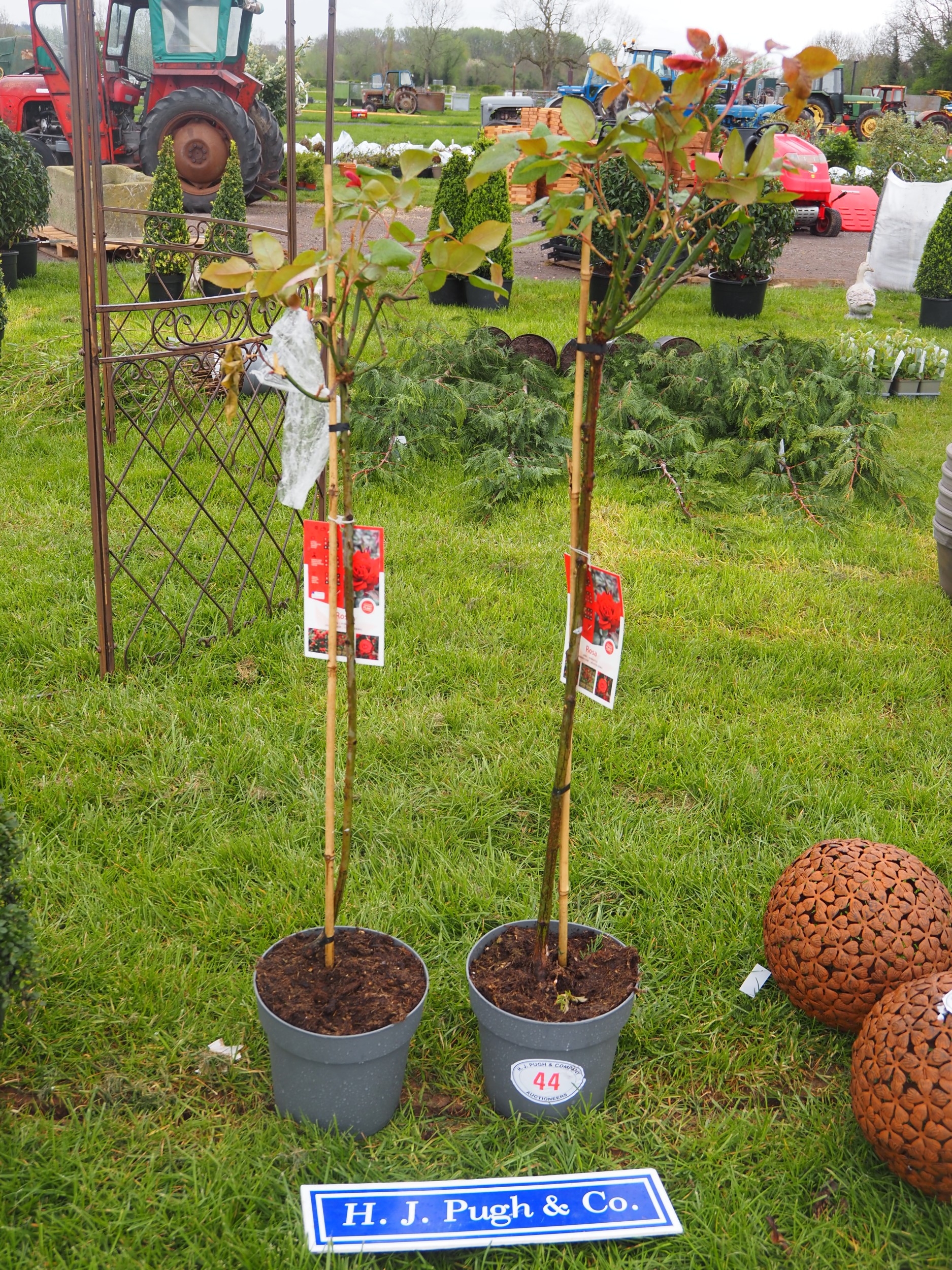 Standard Red Rose 4ft - 2