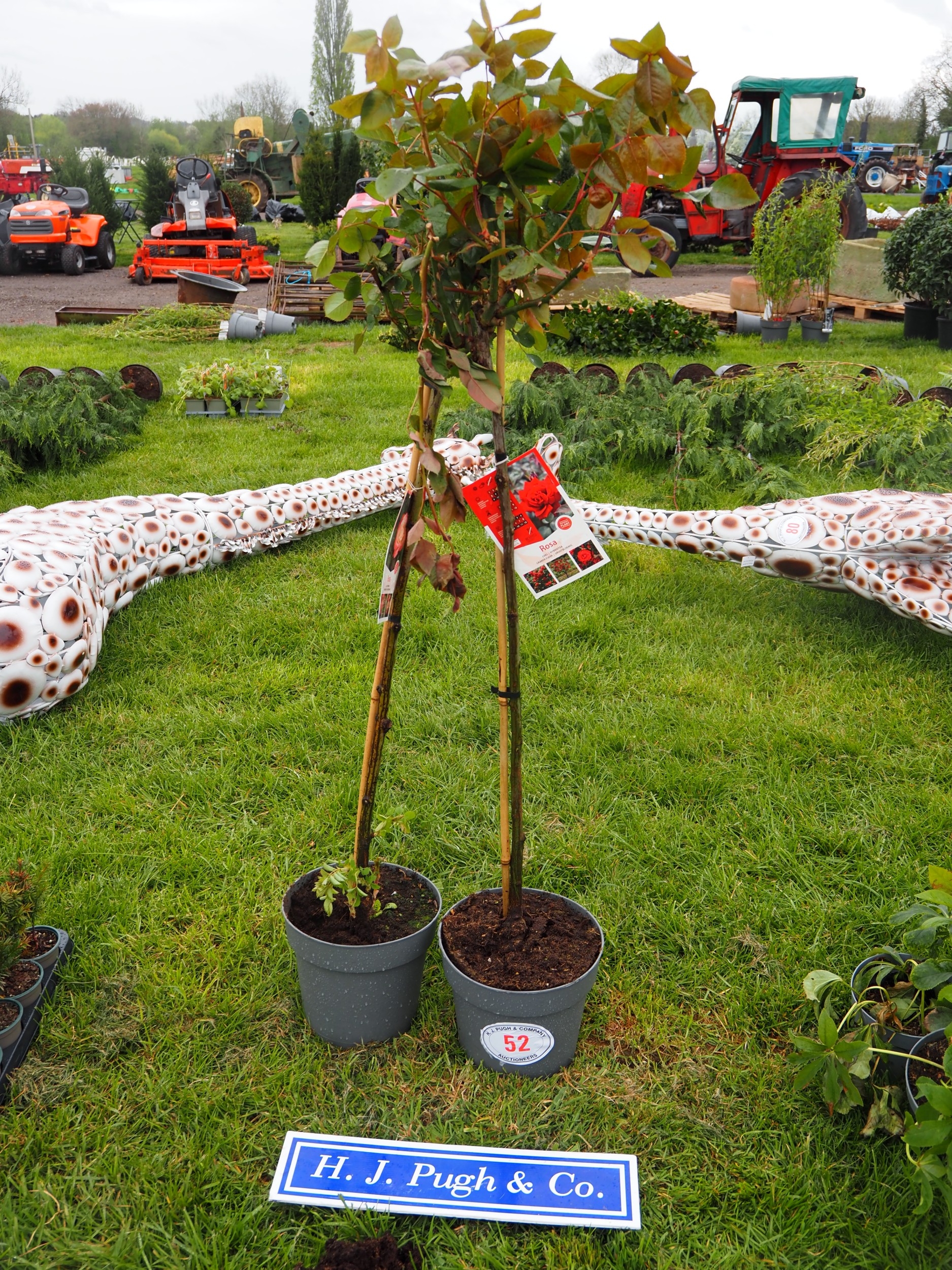 Standard Red Rose 4ft - 2